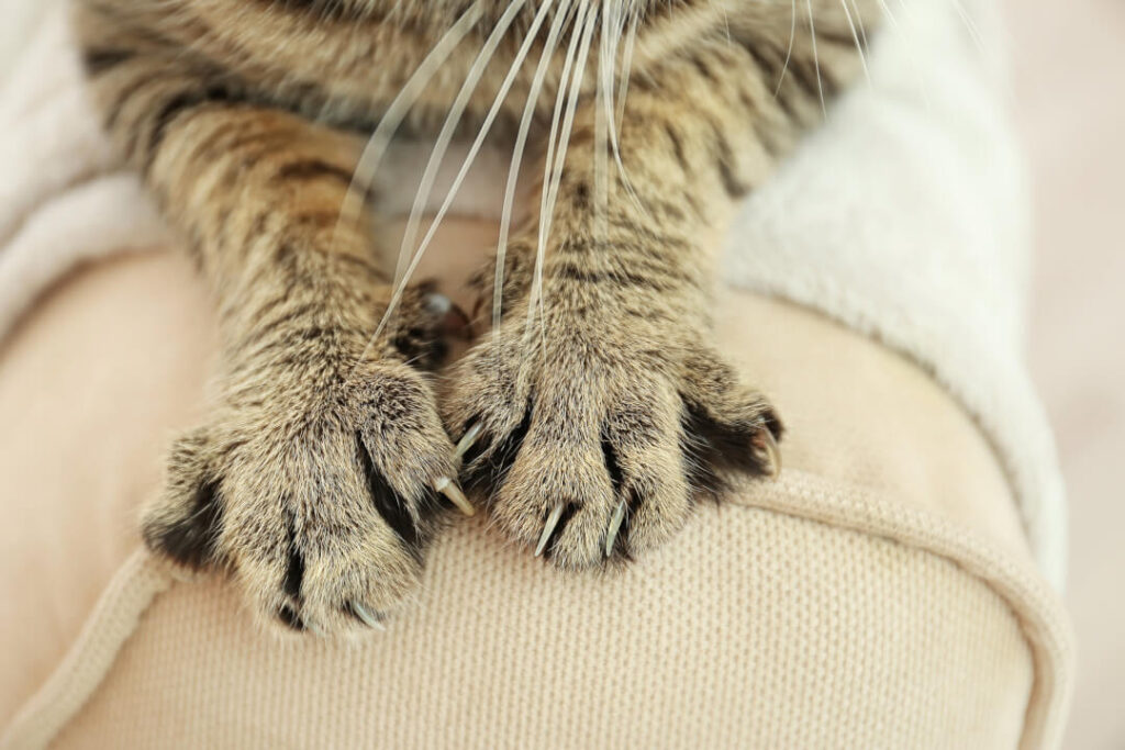 How to dissuade your cat from scratching | Cat's Best