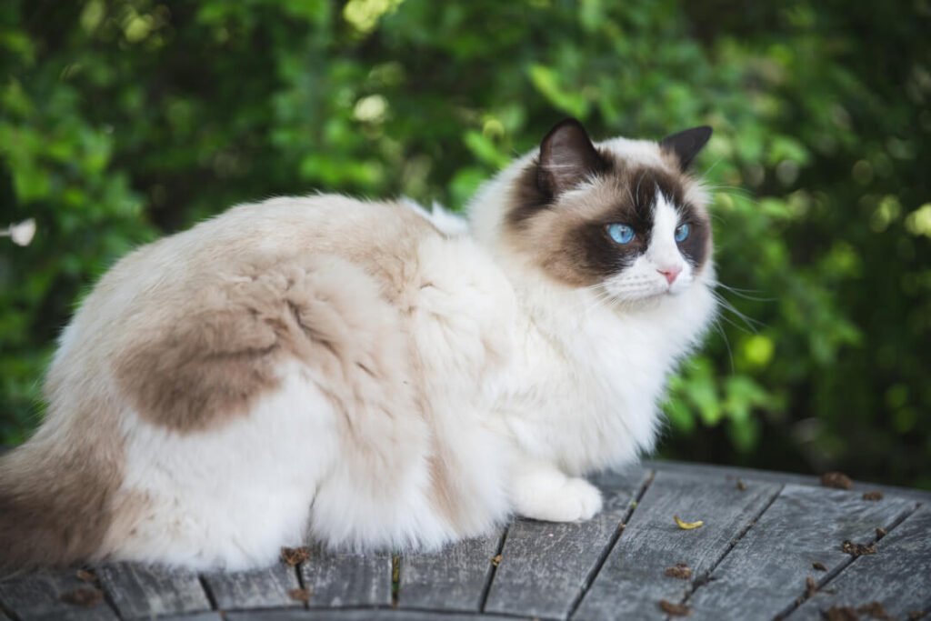 Katzen Ragdoll