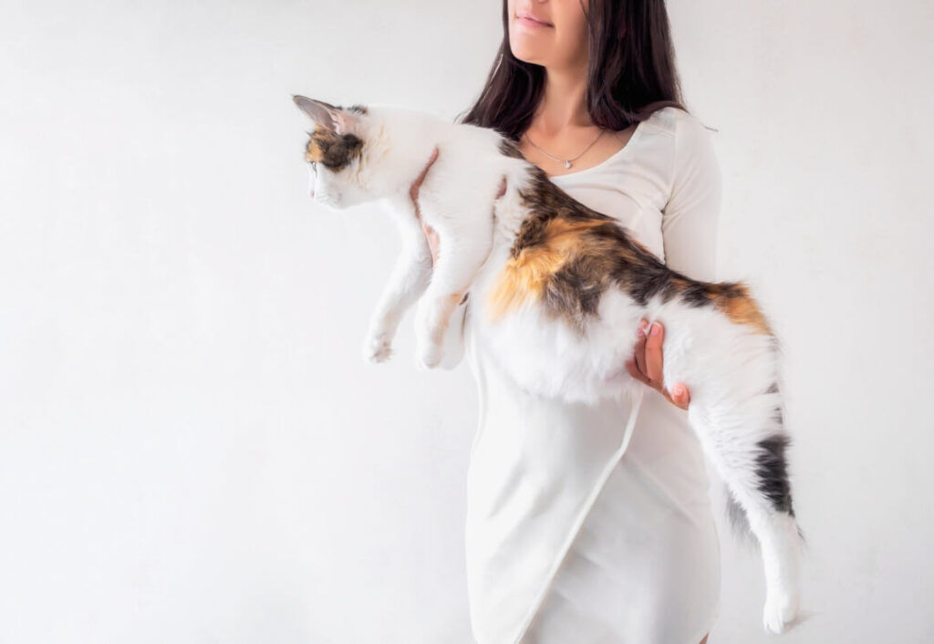 3 Ways To Take Care Of A Pregnant Cat - Wikihow