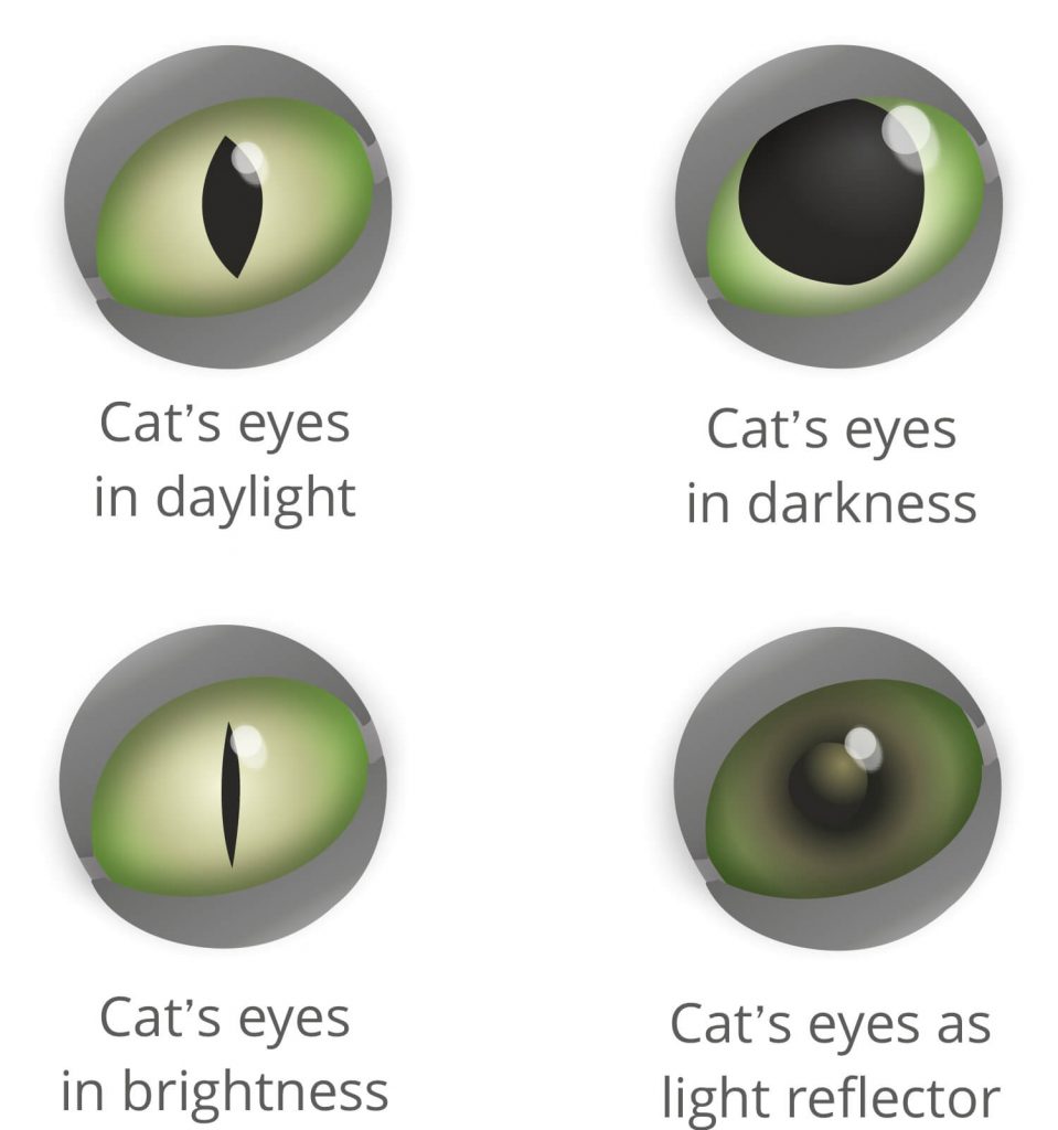 Cat's Eyes: What Do Cats See?