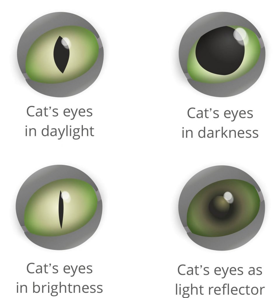 Can Cats See In The Dark?