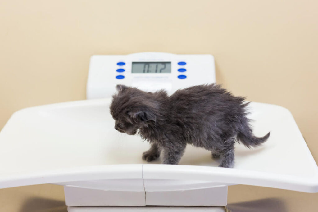 Pregnant Cat Here Are The Most Important Factors To Consider Cat S Best