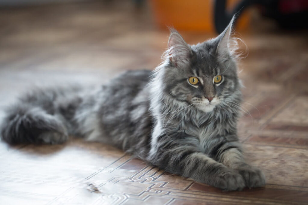 The Maine Coon | Cat's Best