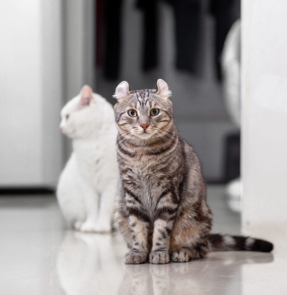 American Curl | Cat’s Best