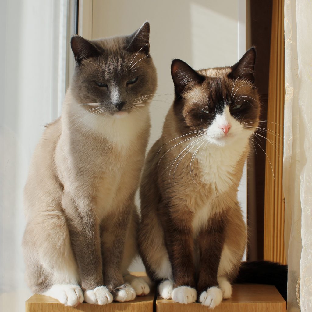 Snowshoe Katze Rasseportrait Cat’s Best