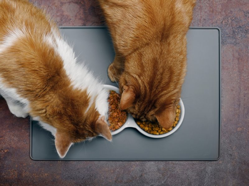 Fat cats nutrition and weight loss Cat’s Best