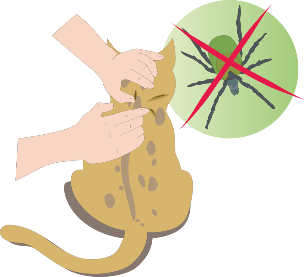 Cat tick treatments how to protect your fourlegged friend Cat’s Best