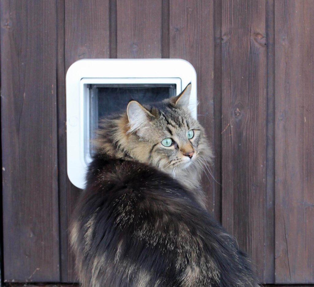 Getting cats used to cat flaps Everything you need to know Cat’s Best