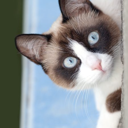 cat with blue eyes looking at camera, breed Snowshoe