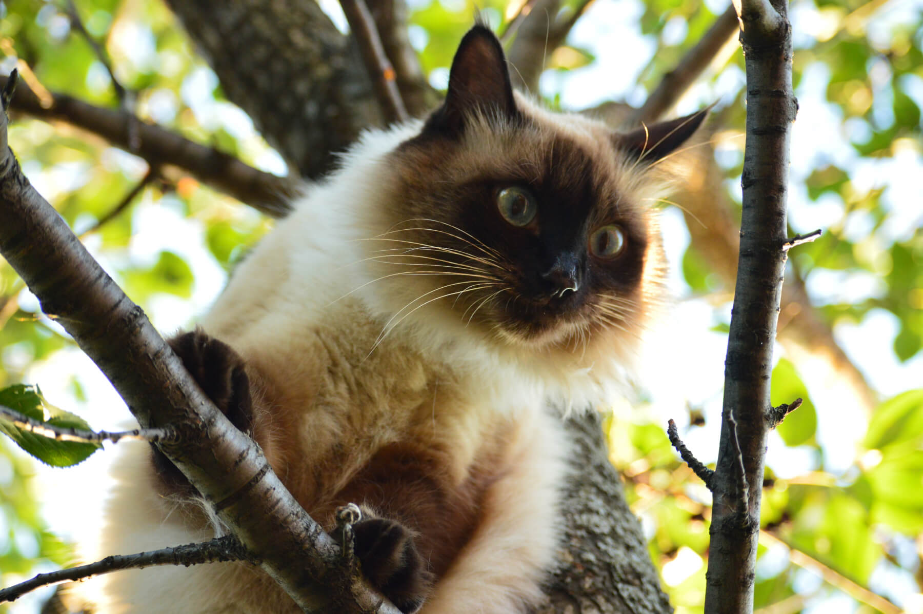 Balinese | Cat’s Best