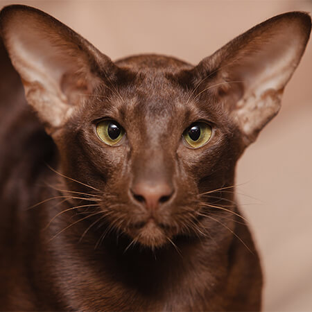 Oriental Shorthair Kittens For Sale
