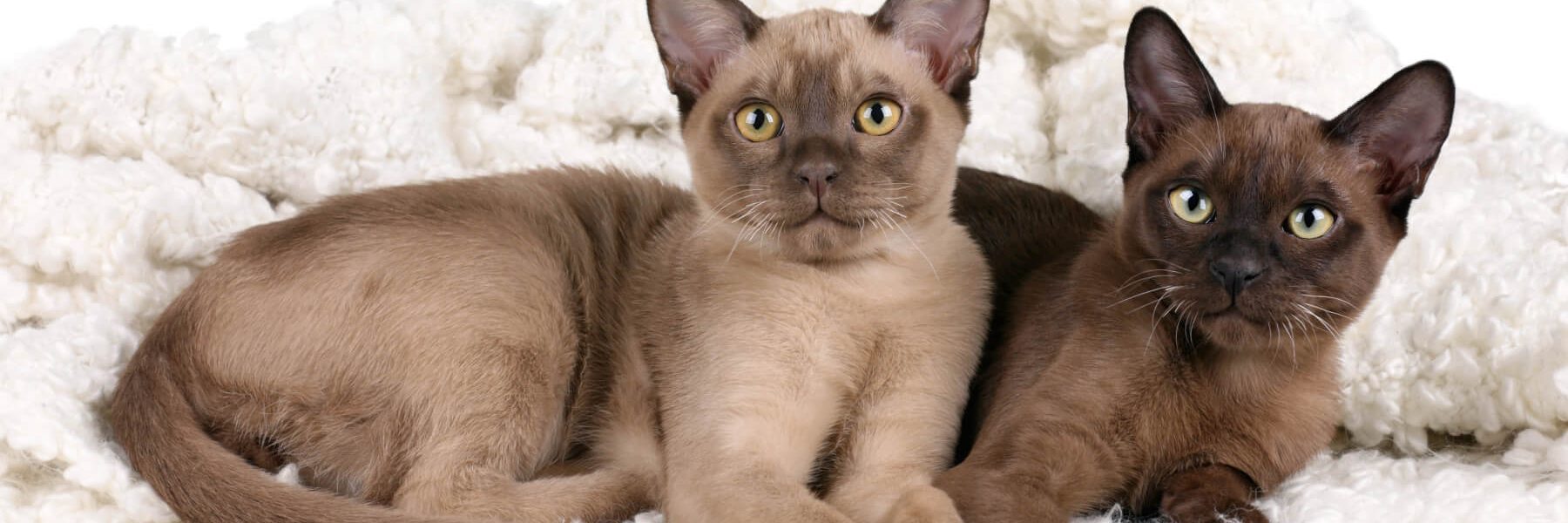 Let at læse Baglæns tyveri Burmese | Cat's Best
