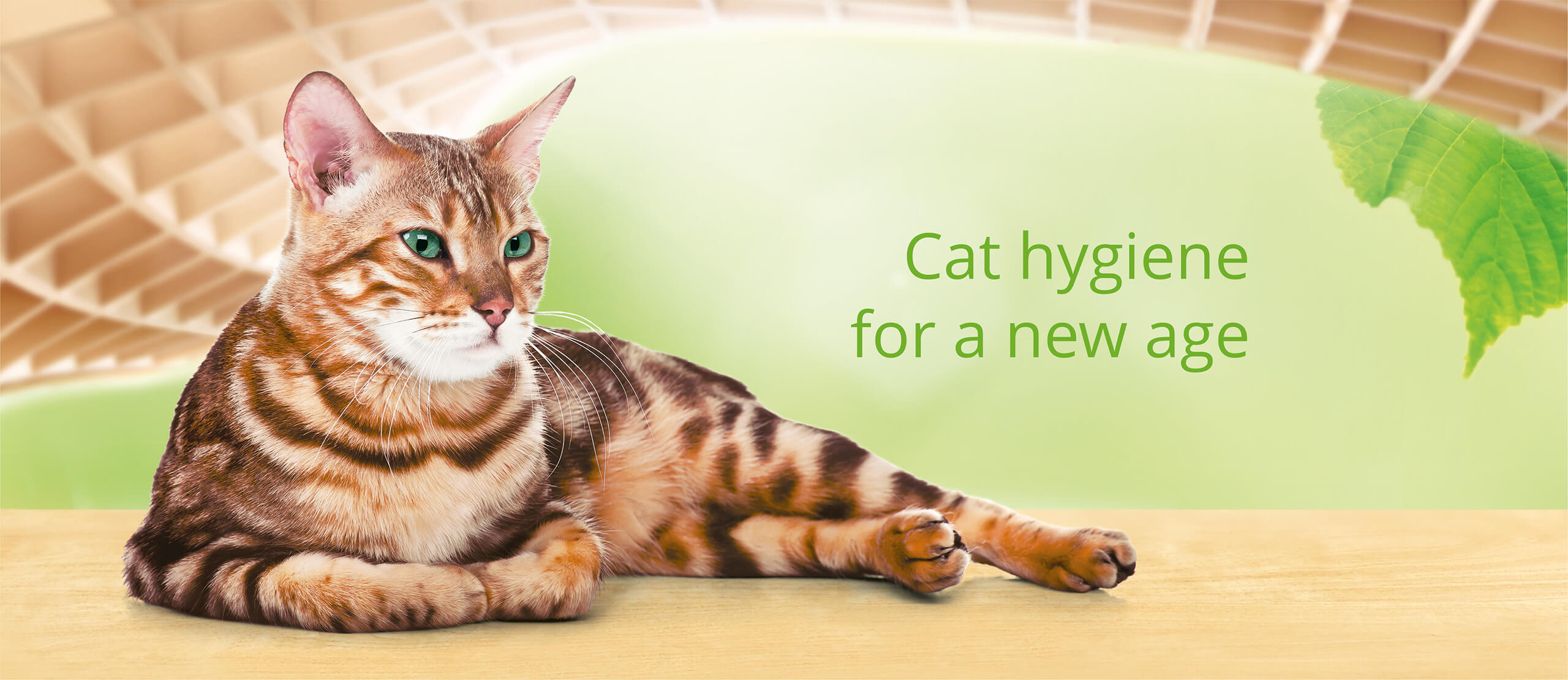 Cat hygiene for a new age
