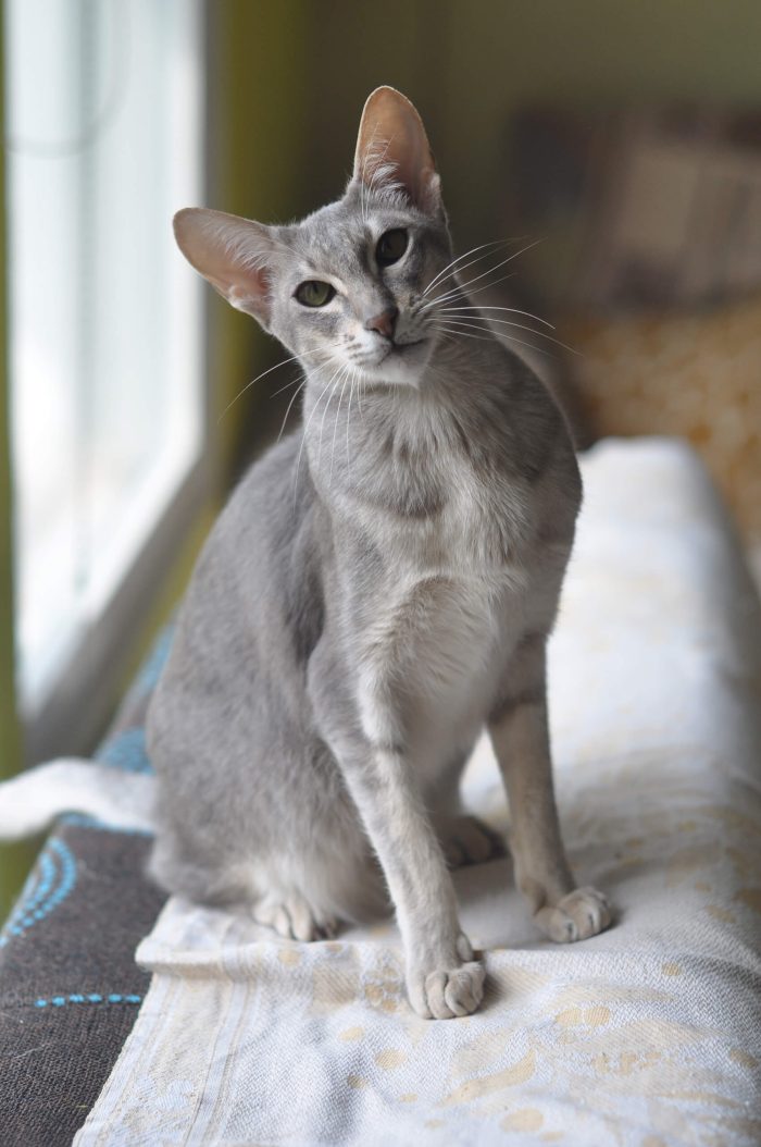 Oriental Shorthair | Cat’s Best