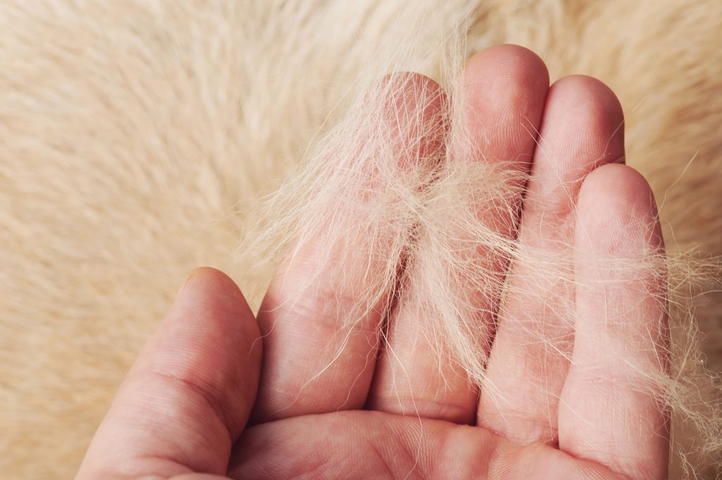 Kattenvlooien opsporen, behandelen en voorkomen Cat’s Best