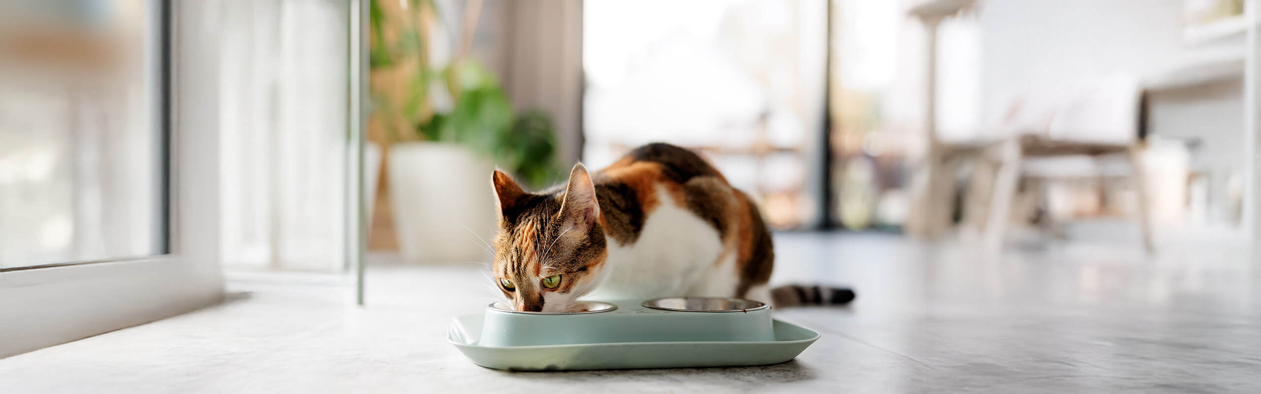 Picture Idea: Thyroid Disorders In Cats Symptoms Causes And How To Help