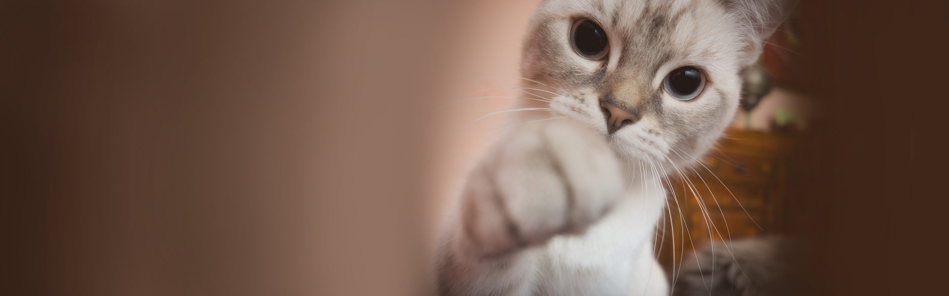 Cats - PAWS