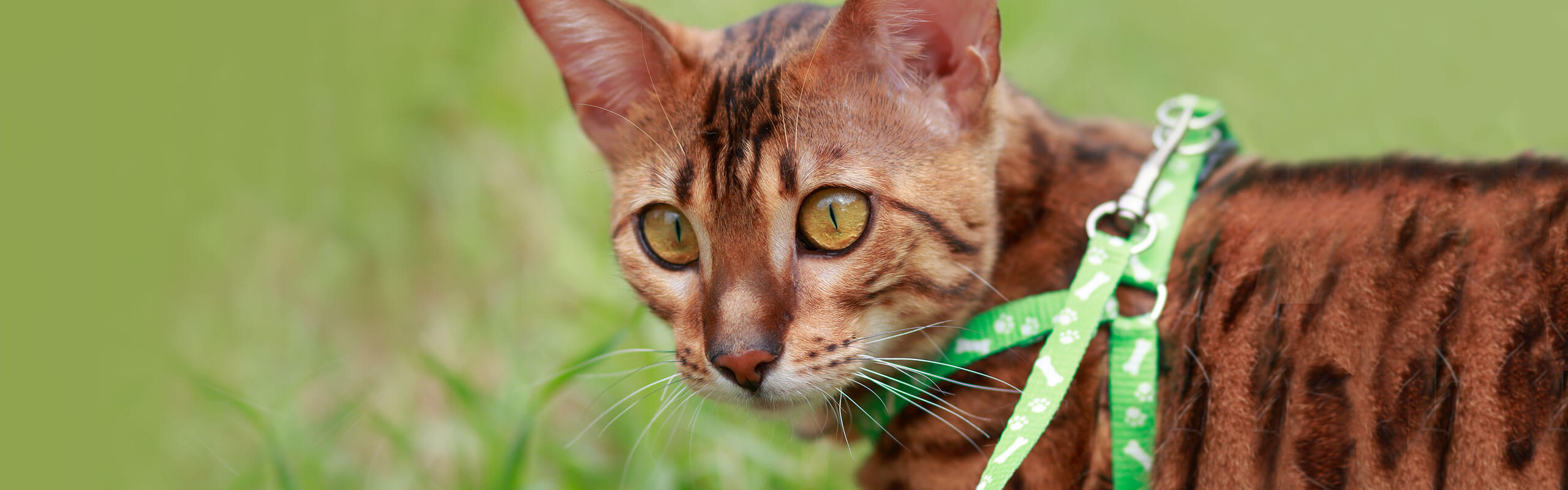 Do cat best sale harnesses work