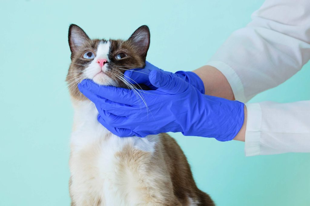 Cat flu symptoms and treatment Cat’s Best