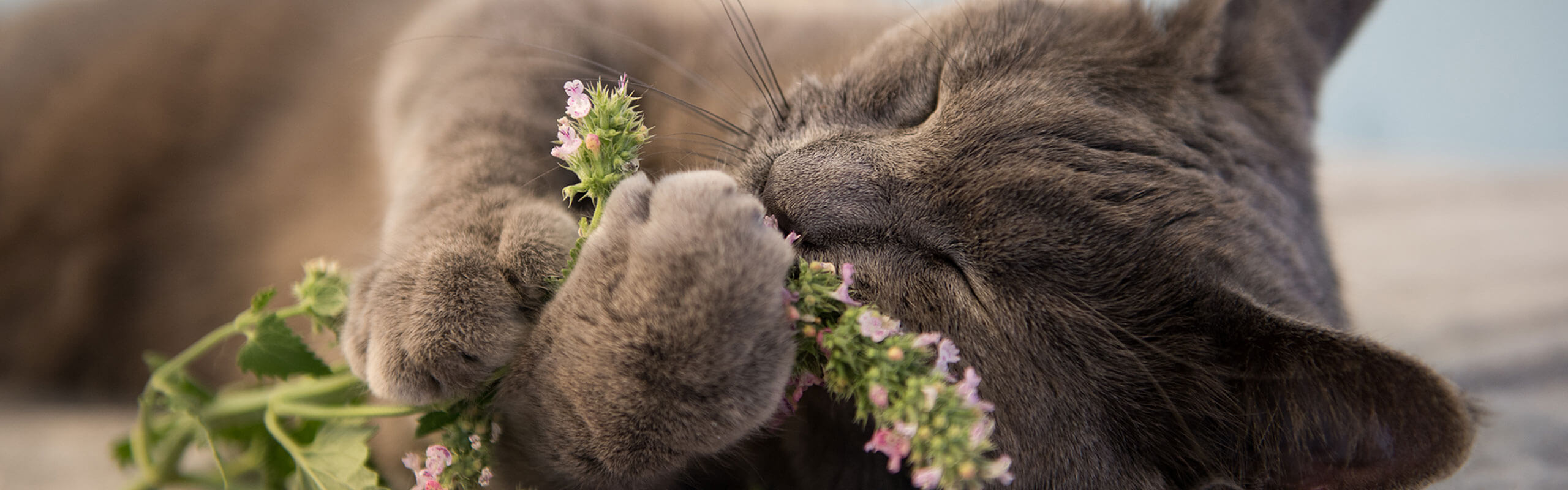 The Effects of Catnip on Cats