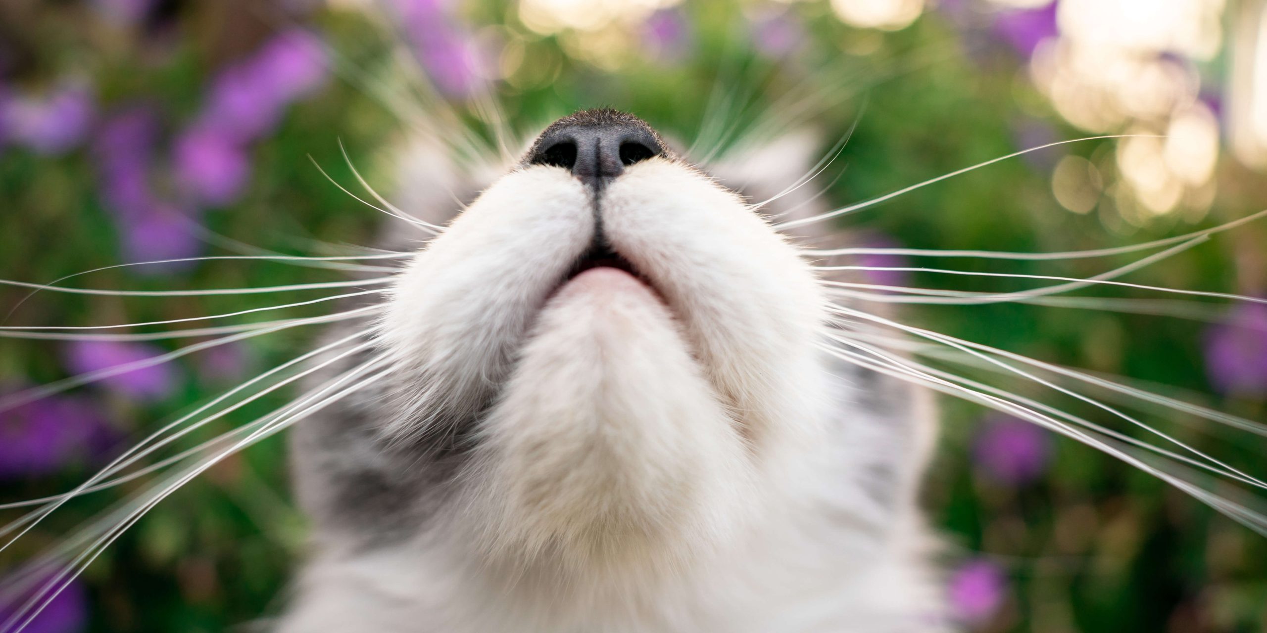 Cat whiskers Cat’s Best