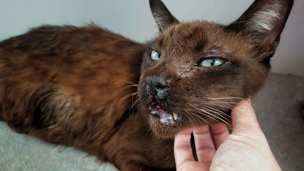 Cat flu symptoms and treatment Cat’s Best