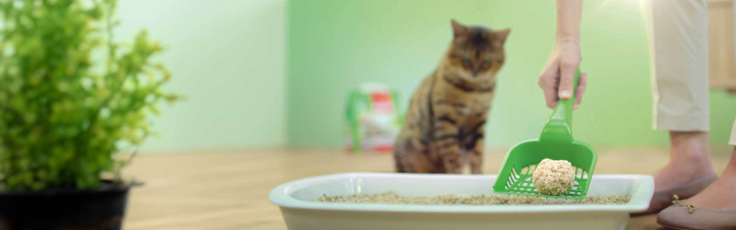 How to correctly dispose of cat litter! Cat’s Best