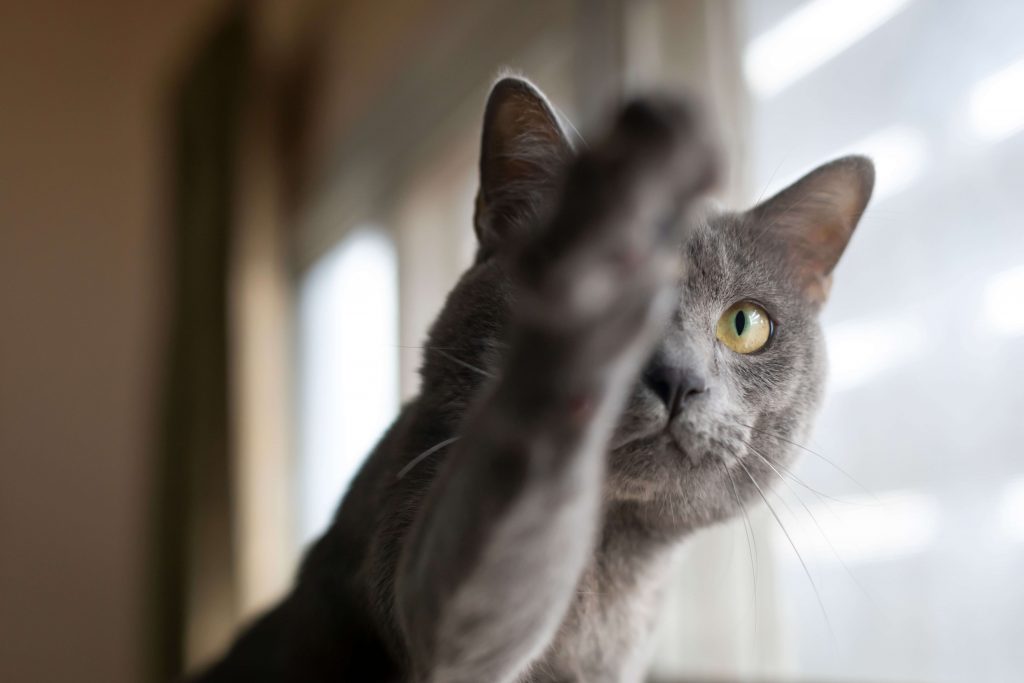 Korat | Cat’s Best