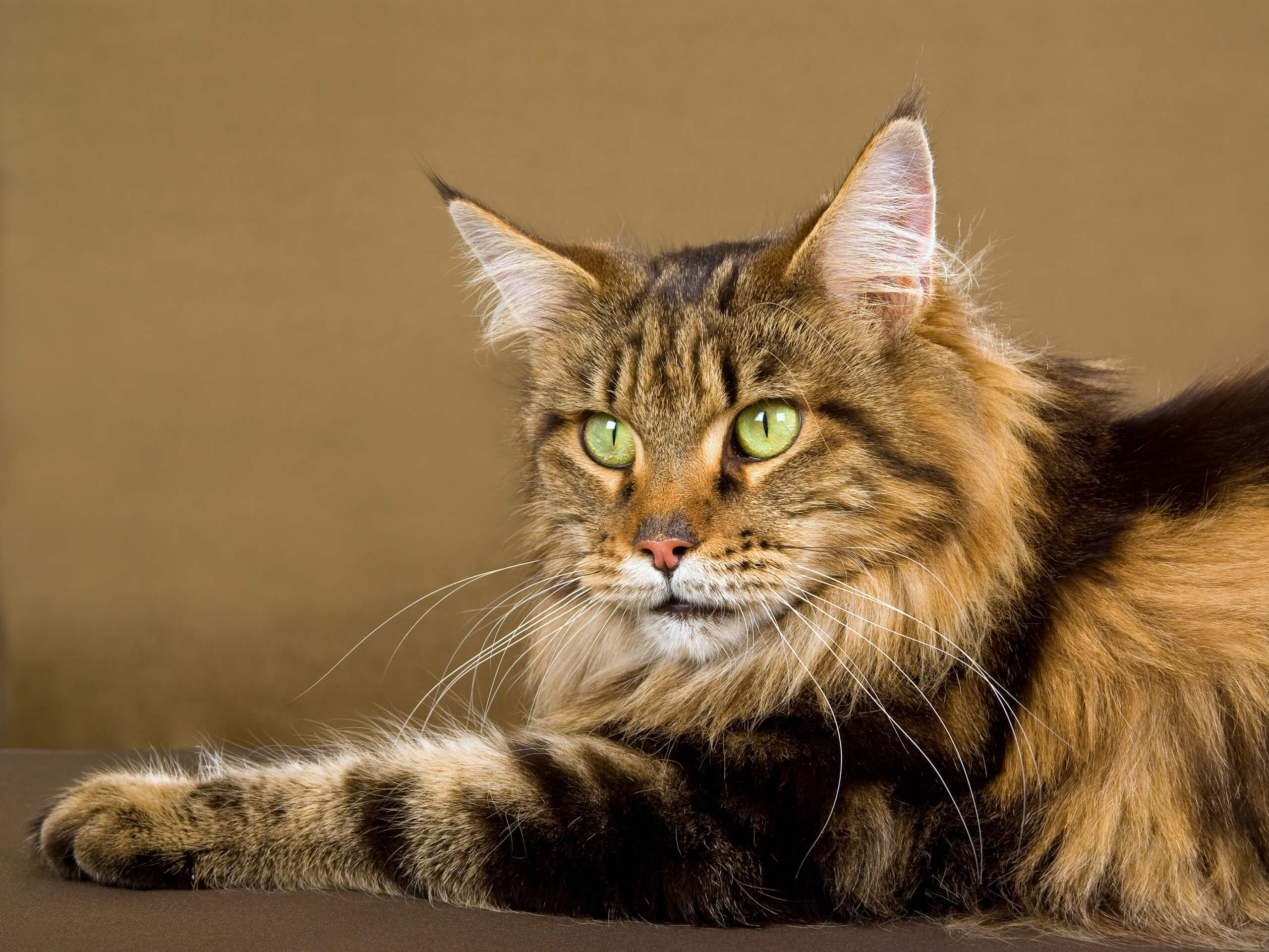 The Maine Coon Cat’s Best
