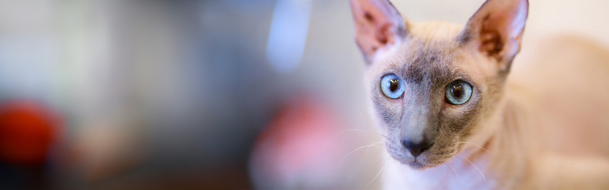 Peterbald Cat’s Best