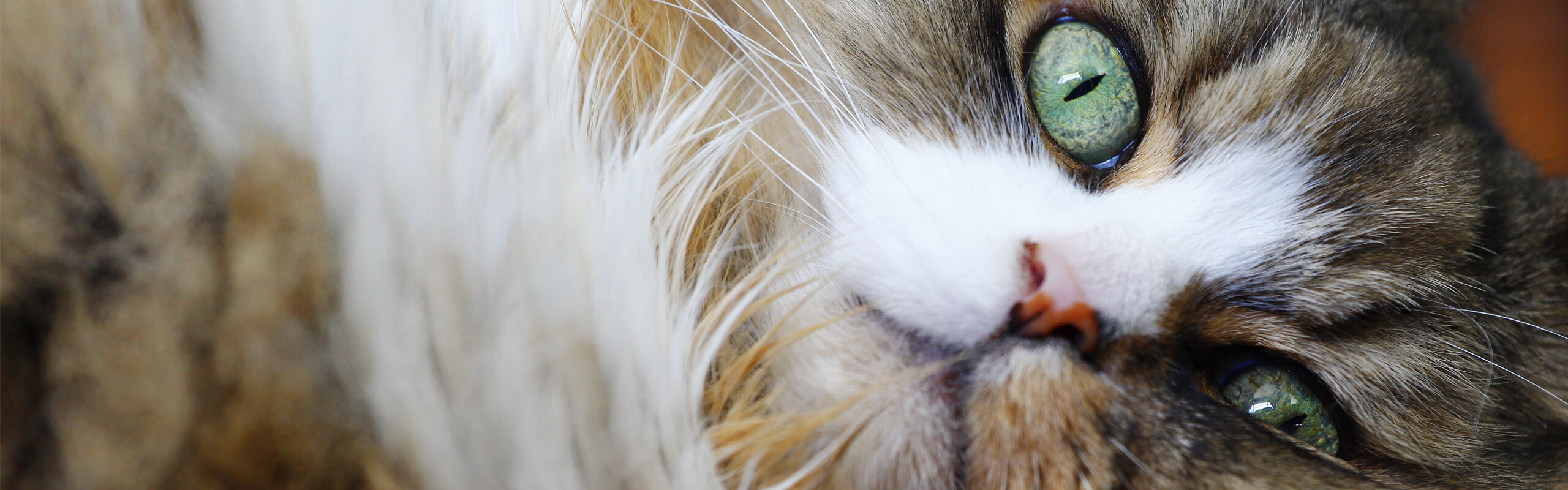 RagaMuffin | Cat’s Best