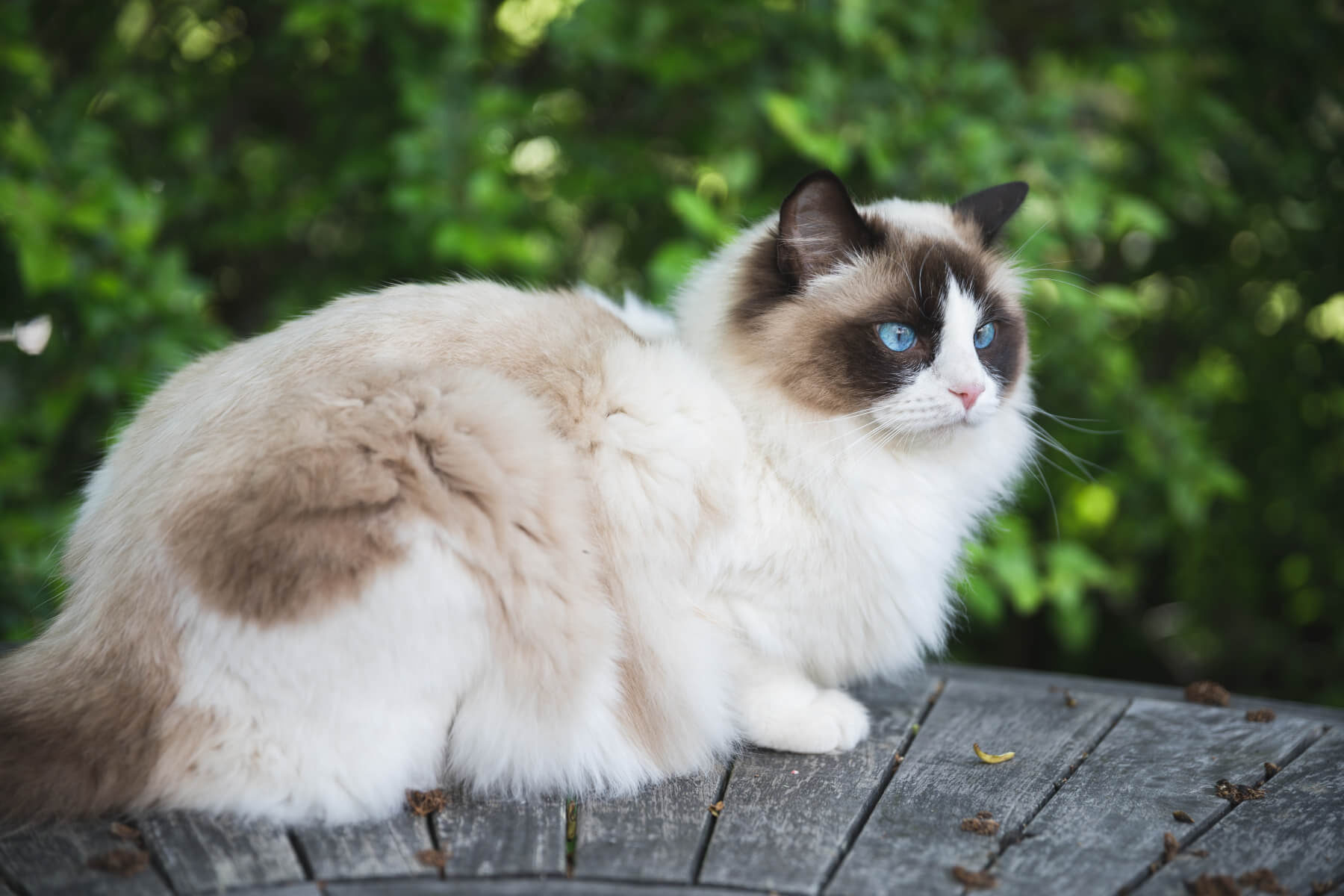 Choosing the Purrfect Ragdoll: Deciding on the Best Breed - catmags.com