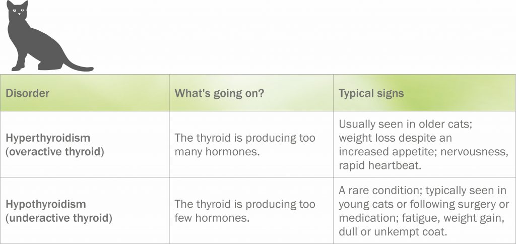 Thyroid disorders in cats: Symptoms, causes and how to help | Cat’s Best