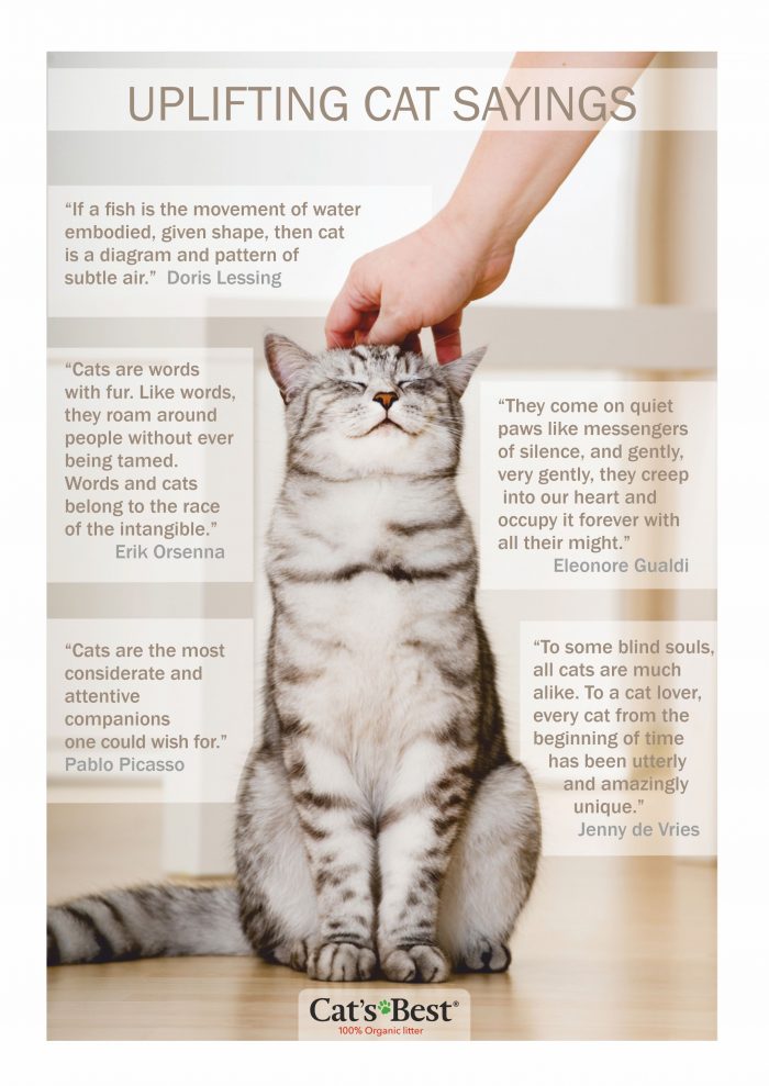 The best cat quotes Cat’s Best