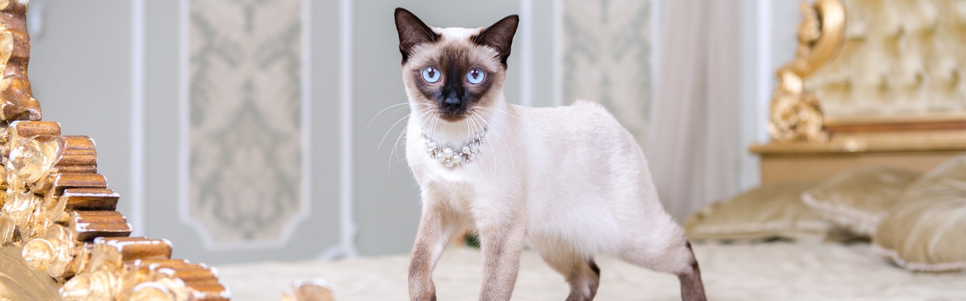 Most Expensive Cat Breeds in the World