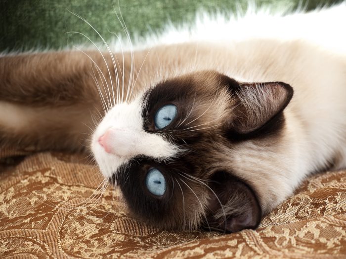 Snowshoe Katze Rasseportrait Cat’s Best