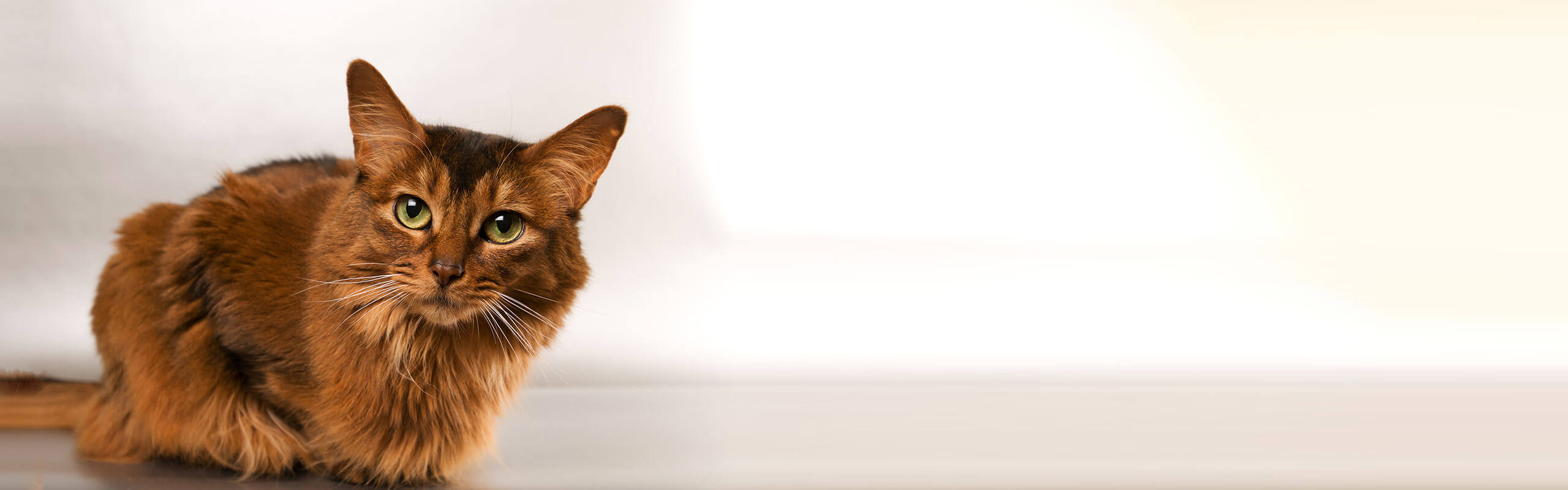 Somali Fluffy Cat 2ドル銀貨 Somali Fluffy Cat 2ドル銀貨 SummerFB040620aDSC07257.jpg