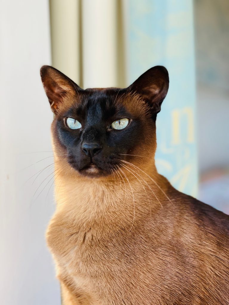 Tonkinese Cat’s Best