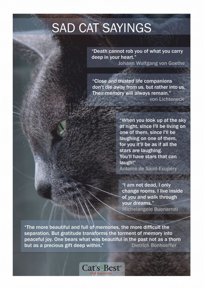 The best cat quotes Cat’s Best