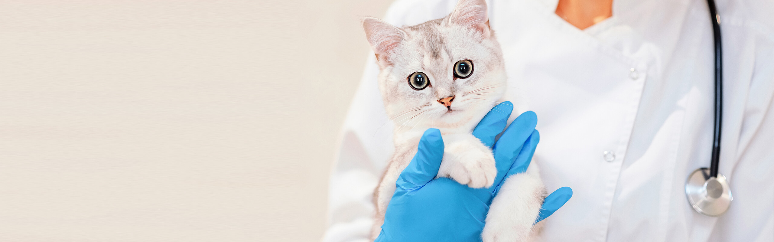 Neutering a cat Cat’s Best