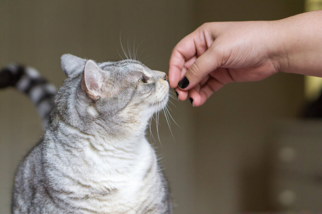 How do nervous cats learn to trust Cat’s Best