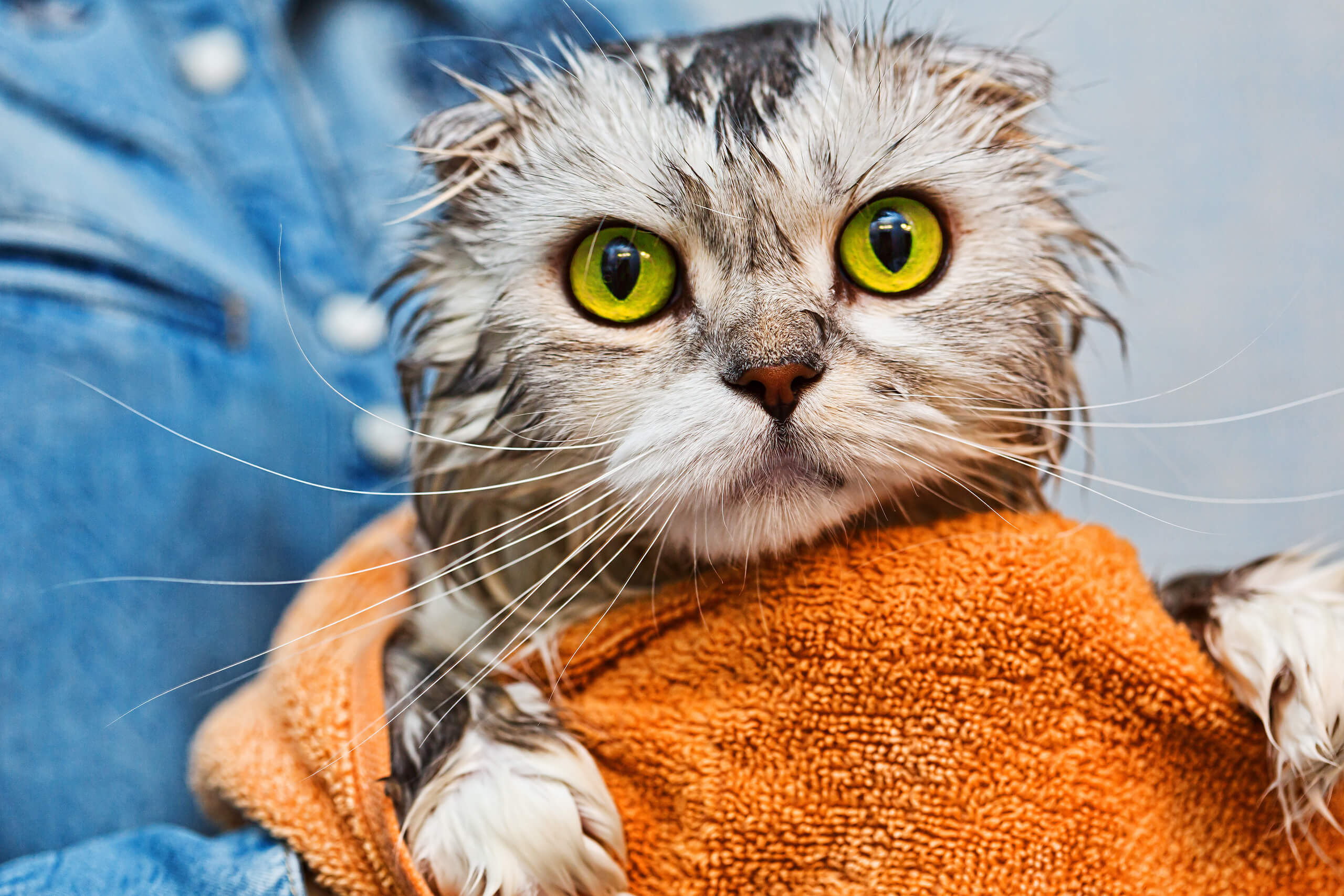 Cat baths things to know when washing your cat! Cat’s Best