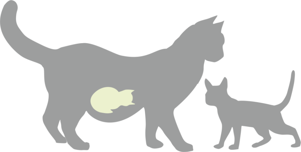 Zwangere kat Cat’s Best