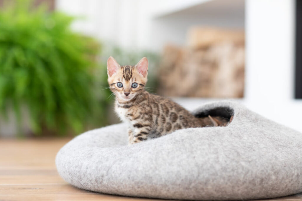 Regarding cat furniture What does my cat need? Cat’s Best