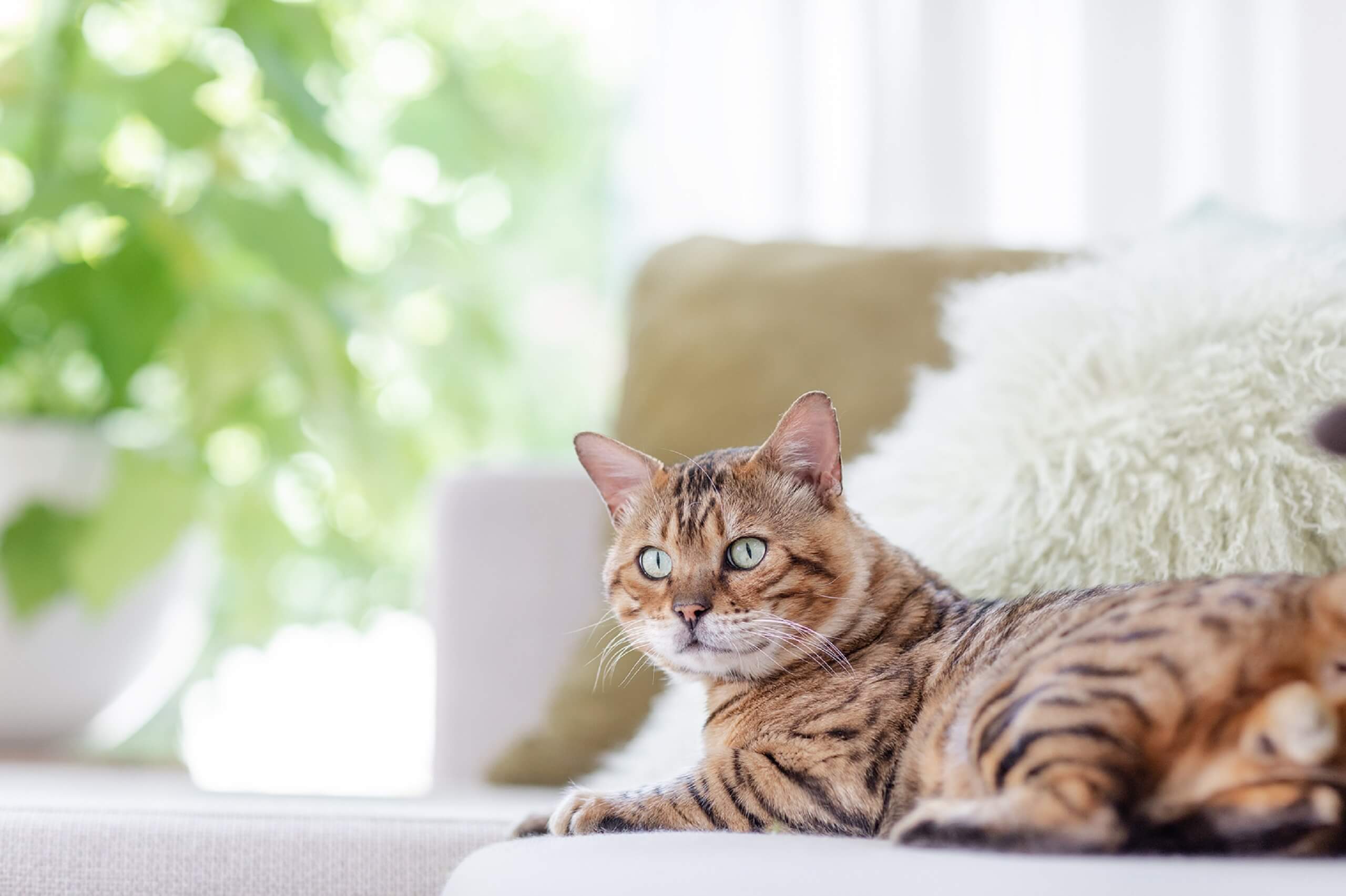 Litter box training | Cat's Best