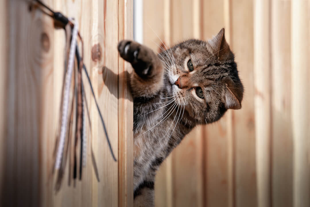 Elderly cats when a cat gets old Cat’s Best