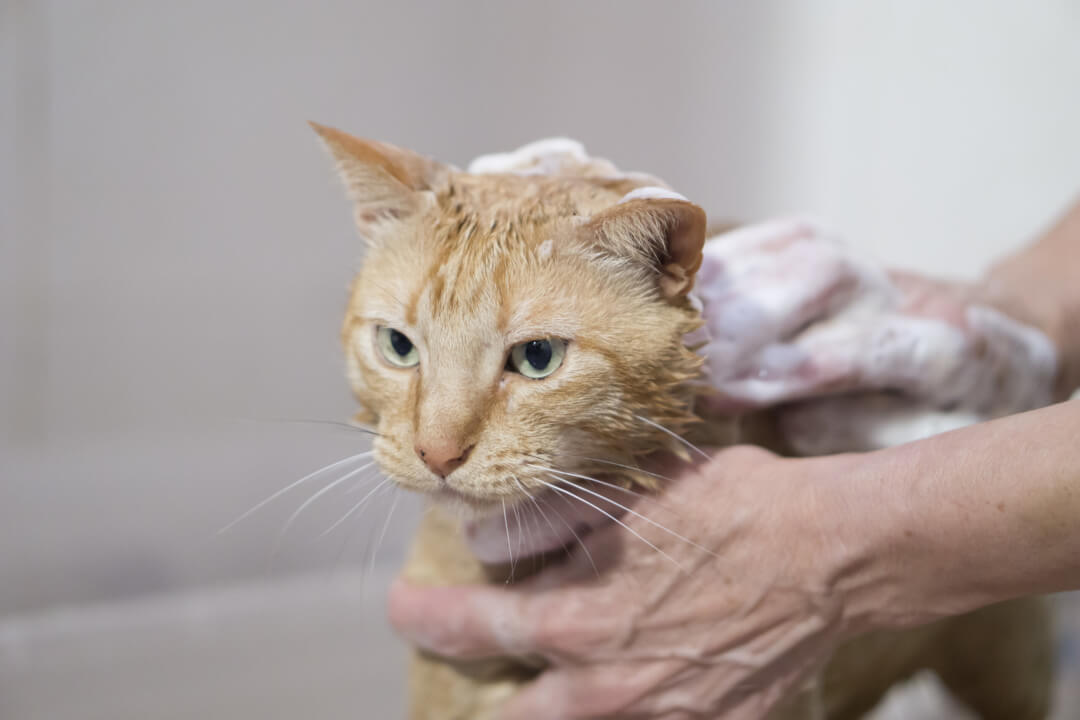 Cat baths things to know when washing your cat! Cat’s Best