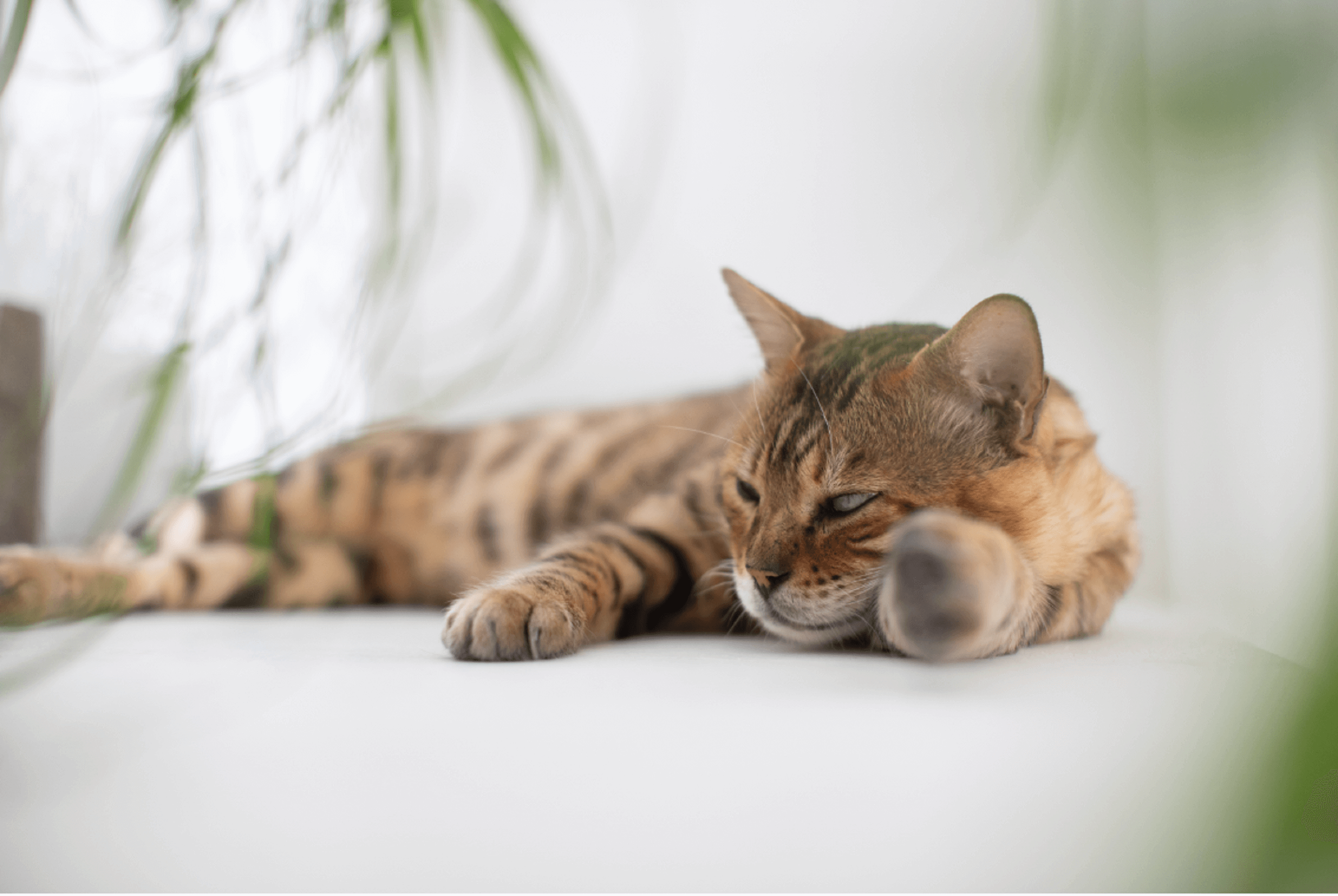 Summer Heat How Sensitive Are Cats Cat S Best