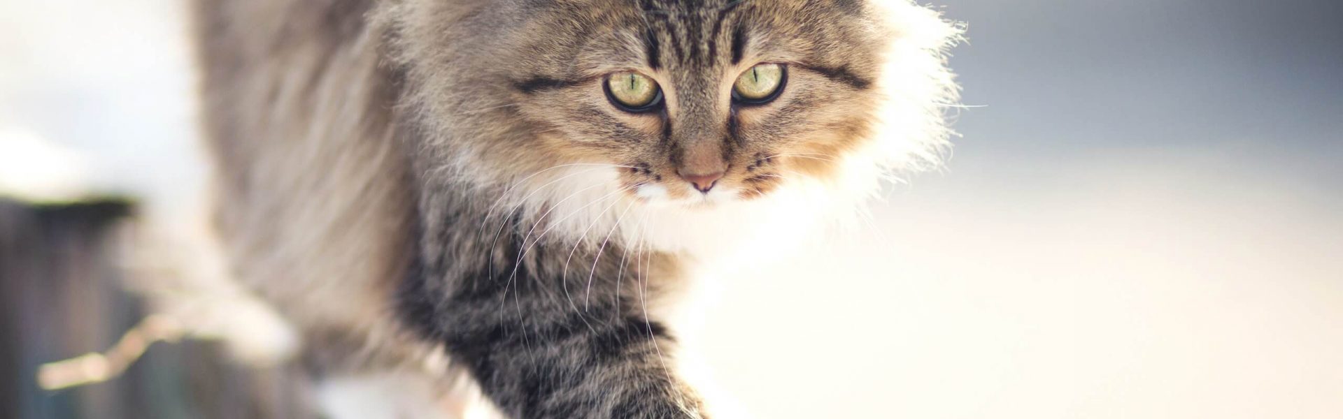 Roaming cat or house cat? | Cat's Best