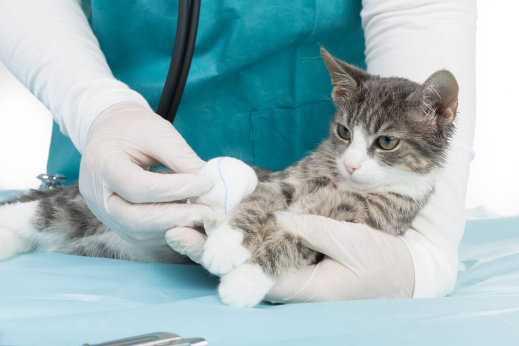 Finding the right cat insurance Cat’s Best